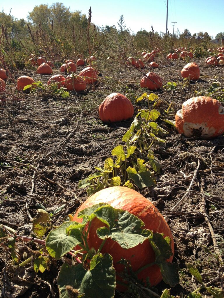Mature pumpkins resting on dry soil in a late-season November garden.