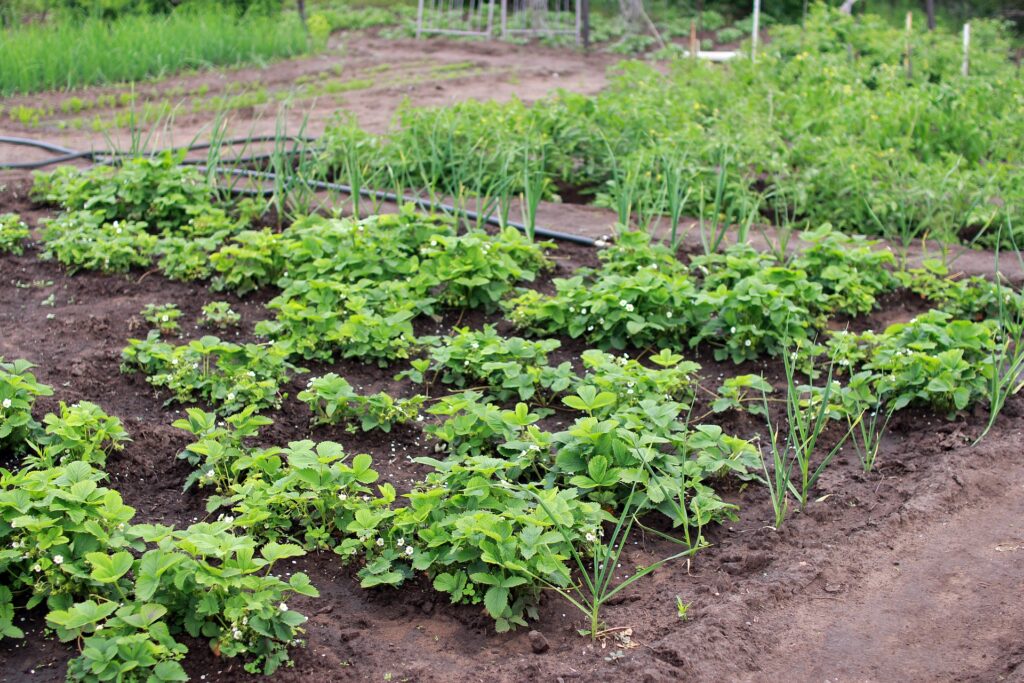 Healthy green plants growing in multiple garden rows with visible pathways and soil.