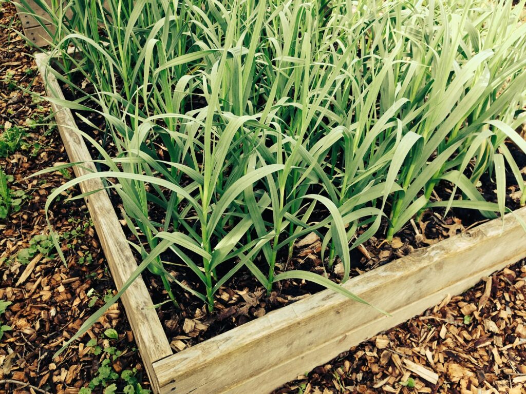 Wooden raised bed filled with young green plants growing closely together.