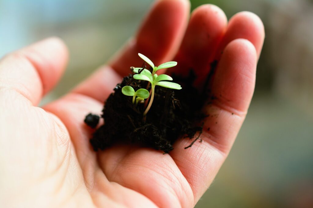 Close-up of a gardener’s hand supporting a tender green sprout as part of Heirloom Garden Preparation.