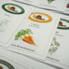 Alaska Arctic Region Vegetable Garden Seed Collection