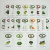 Alaska Arctic Region Vegetable Garden Seed Collection