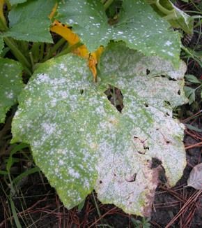 Powdery Mildew on a Heirloom / Open Pollinated Vegetable Garden plant.