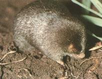 Golden mole - Moles like to eat the grubs in you Heirloom / Open Pollinated Vegetable garden but they can disturb the root systems of your vegetable plants.
