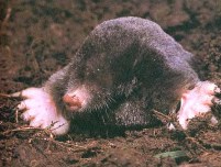 Mole - Moles like to eat grubs in your Heirloom / Open Pollinated Vegetable Garden but they disturb the roots of your vegetable plants.