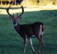 Whitetail Deer - Deer can destroy a Heirloom / Open Pollinated Vegetable Garden in know time. There are several things you can do though to keep them out of your Vegetable Garden.